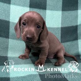 Blue - Blue and tan female Dachshund puppy in George West, Texas from Rockin M Kennel