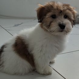 Boy 1 - Coton de Tulear puppy in Florida from Sweet and Fun Cotons
