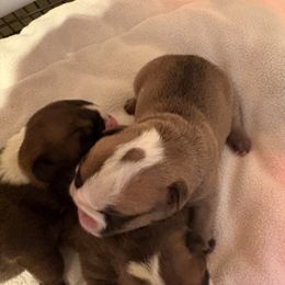 Boy 2 - Fawn and white male Bulldog puppy in Wolf Creek, Oregon from Dejah Bleu Bulldogs
