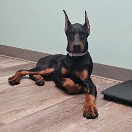 Doberman Pinscher puppies from Double-Take Doberman Kennels
