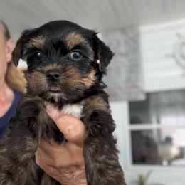 Yorkshire Terrier Puppies from Jewels pupe