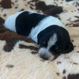 Cow - Piebald male Dachshund puppy in Madisonville, Tennessee from L&A Dachshunds