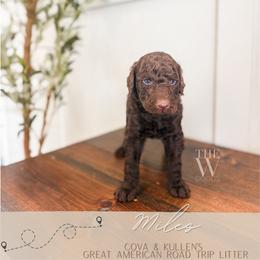 Miles - Chocolate male Goldendoodle puppy in Soddy Daisy, Tennessee from The W Doods
