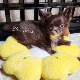 Levi - Chocolate and white male Chihuahua puppy in Ponca City, Oklahoma from Bliss Acres Farm