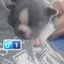 Boy 1 ( 2nd born) - Blue male Boston Terrier puppy in Versailles, Indiana from Benhams Bostons