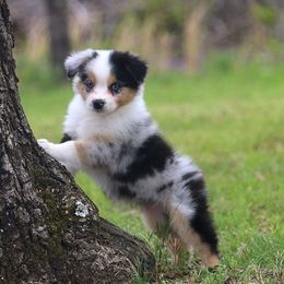 Australian Shepherd Puppies from T4 Australian Shepherds