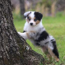Australian Shepherd Puppies from T4 Australian Shepherds