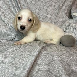 Duke - Piebald male Dachshund puppy in Norman, Oklahoma from Country Chapel Dachshunds