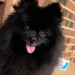 Sophie - Pomeranian