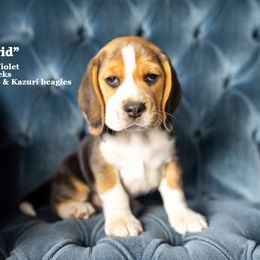 "Vi & Lee Litter - placed" Beagle Puppies from Joyful Noise Beagles