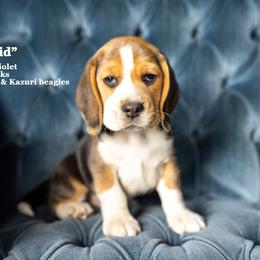 "Vi & Lee Litter - placed" Beagle Puppies from Joyful Noise Beagles