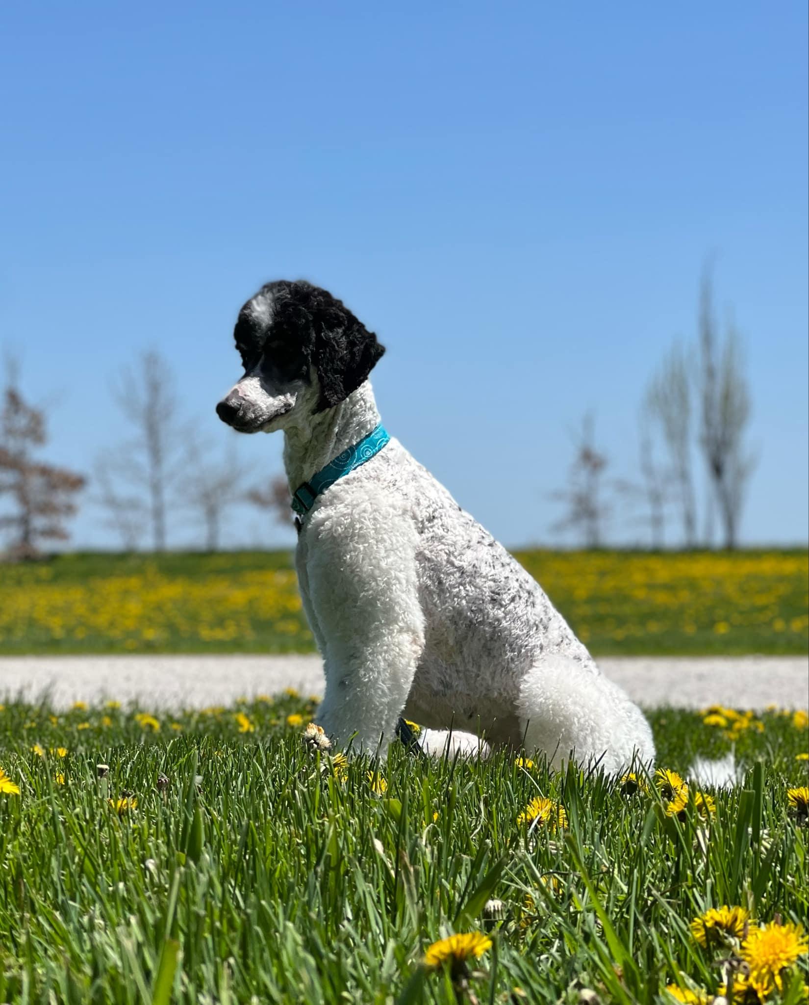 Walter