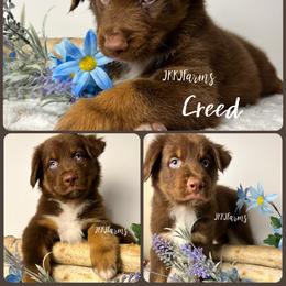 4 Creed - Red tri-color male Australian Shepherd puppy in Huntington, Texas from JKKJ Farms, LLC