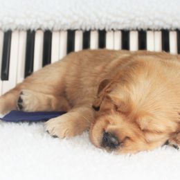 Golden Retriever Puppies from Maywood Goldens