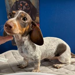 Plumeria - Dachshund