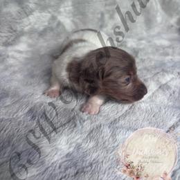 Stripe - Piebald male Dachshund puppy in Lufkin, Texas from CSW Dachshunds