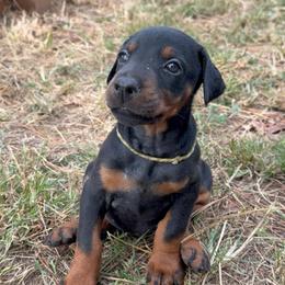 Aspen - Black and rust female Doberman Pinscher puppy in Toney, Alabama from Bhon Mhuir Dobermanns