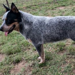 Australian Cattle Dogs from Double A-A Kennels