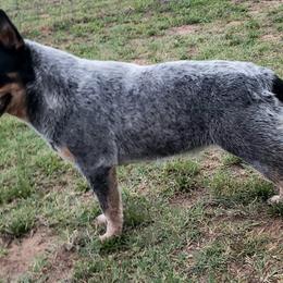 Australian Cattle Dogs from Double A-A Kennels