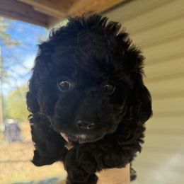 Goldendoodle Puppies from Hall Family Doodle Ranch