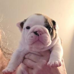 TBD - Red brindle and white male Bulldog puppy in Lexington, Kentucky from E. Clive Bulldogs