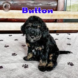 Button - Phantom male Bernedoodle puppy in Banner Elk, North Carolina from Walnut Tree Bernedoodles