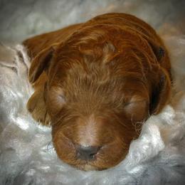Clove - Red  female Poodle puppy in Jensen Beach, Florida from Pineapple Poodles