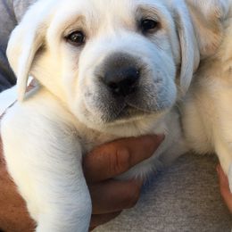 Golden Retriever and Labrador Retriever Puppies from Golden Hills Retrievers