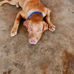 Labrador Retriever All Grown Up from Perfect Storm Kennels