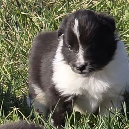 Buddy - Black and white male Shetland Sheepdog puppy in Luray, Missouri from Krayola Shelties