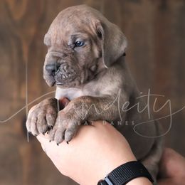Tide - Blue male Great Dane puppy in Denison, Texas from Hundeity Great Danes