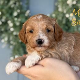 Ms. Brie - Apricot female Goldendoodle puppy in Sacramento, California from Dandy Doodles Goldendoodles