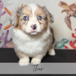 Jesse Gemstone - Blue merle and white male American Corgi puppy in Greenwood, Indiana from Witch Creek Corgis