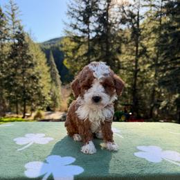 Buck - Red  male Goldendoodle puppy in Roseburg, Oregon from Dbos Furry Friends