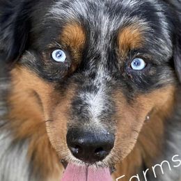 Awesome - Australian Shepherd