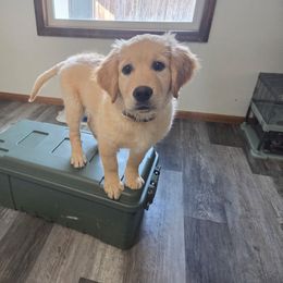 Edith - Golden female Golden Retriever puppy in Great Falls, Montana from VS Golden Fields