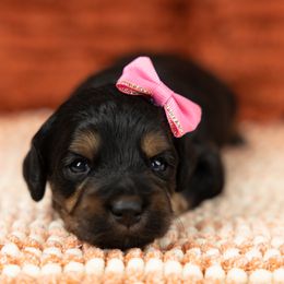 Cockapoo Puppies from Firm Foundation Cockapoos