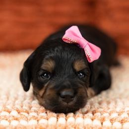 Cockapoo Puppies from Firm Foundation Cockapoos