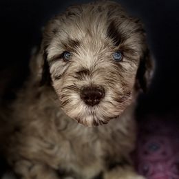 Girl 1 - Aussiedoodle puppy in Leitchfield, Kentucky from Salt River Kennels