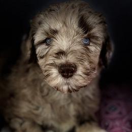 Girl 1 - Aussiedoodle puppy in Leitchfield, Kentucky from Salt River Kennels