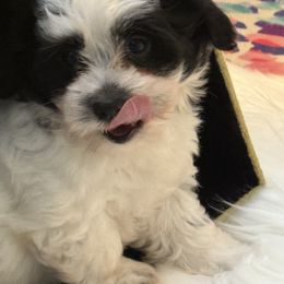 Milton - Black and white male Coton de Tulear puppy in Florida from Dynasty Cotons of Florida