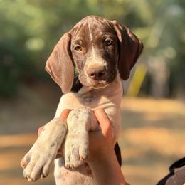 Dill - black collar - Liver and white male German Shorthaired Pointer puppy in Mokelumne Hill, California from Underhill GSP