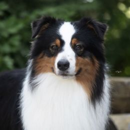 Australian Shepherds from Big Screen Aussies