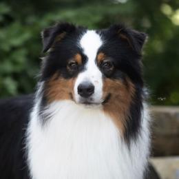Australian Shepherds from Big Screen Aussies