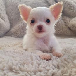 Chihuahua Puppies from ChibiChi