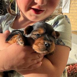 Sven - Black and tan male Yorkshire Terrier puppy in Morrison, Colorado from CDA Heavenly Yorkies