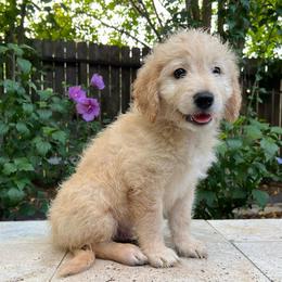 Tank - Cream male Goldendoodle puppy in The Woodlands, Texas from Gracie's Goldendoodles and Bernedoodles