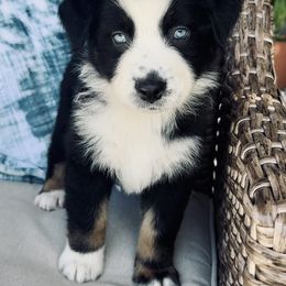 Australian Shepherd Puppies from SoCo Aussies