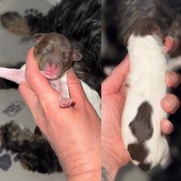 2 - Chocolate male Australian Labradoodle puppy in Calhoun, Louisiana from Arrowhead Australian Labradoodles