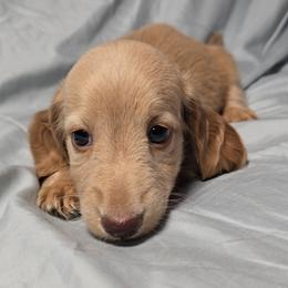 Dachshund Puppies from DachGen